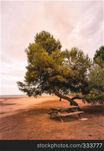 Pine trees on the Mediterranean seashore