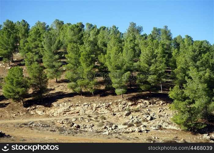 Pine trees on the mount in Judea, Israel