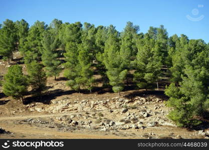 Pine trees on the mount in Judea, Israel