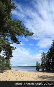 pine trees on the shore of a forest lake beautiful summer landscape
