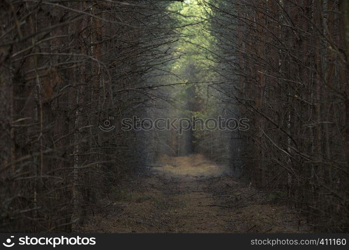 Pine Trees Planted in a Row