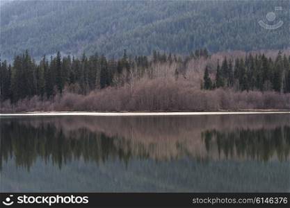 Pine trees reflecting on lake in a forest, Whistler, British Columbia, Canada