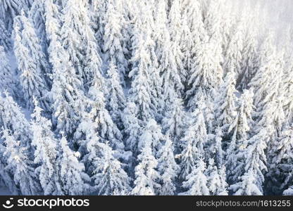 pine trees under the snow
