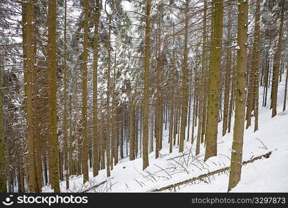 Pine trees, winter season