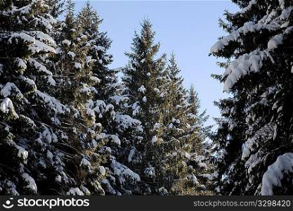 Pine trees, winter season