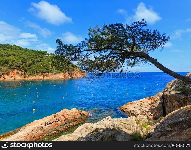 Pine trees with cones on rocky coast above sea.