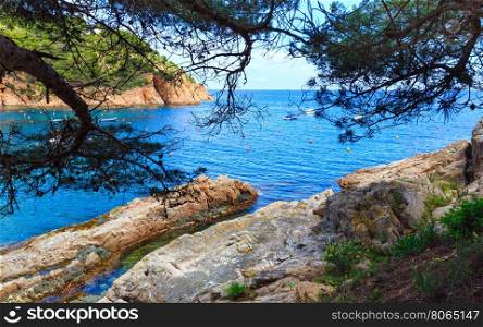 Pine trees with cones on rocky coast above sea.