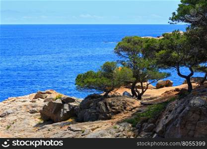 Pine trees with cones on sea rocky coast.