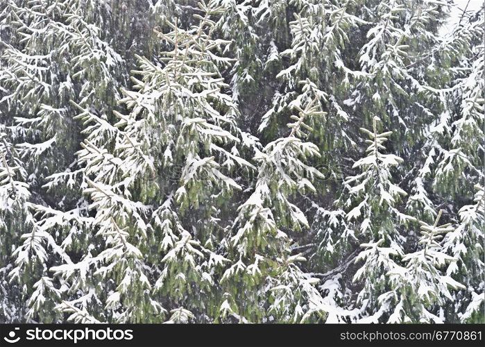 pine trees with fresh snow