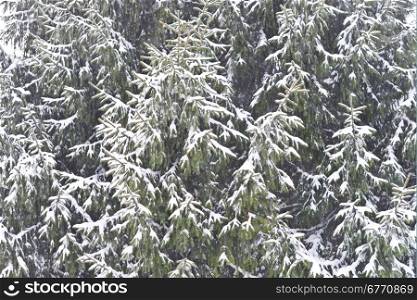 pine trees with fresh snow