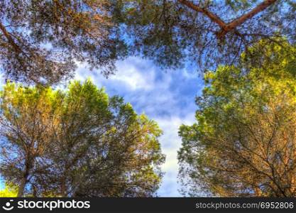 Pine trees with vibrant color, seen from below and blue sky background with clouds.