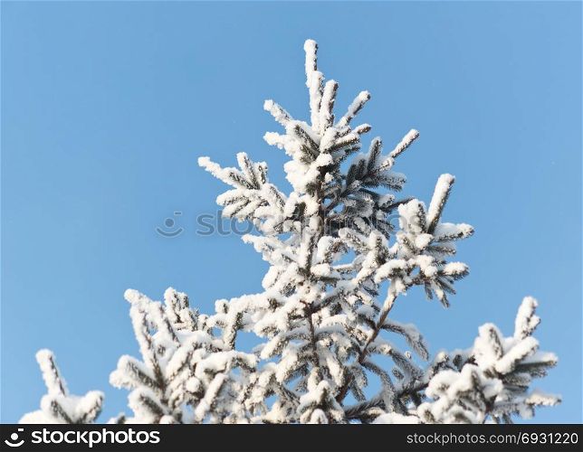 Pine with snow against sky background