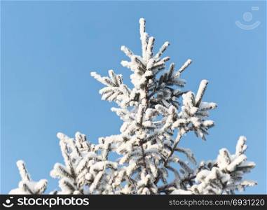 Pine with snow against sky background