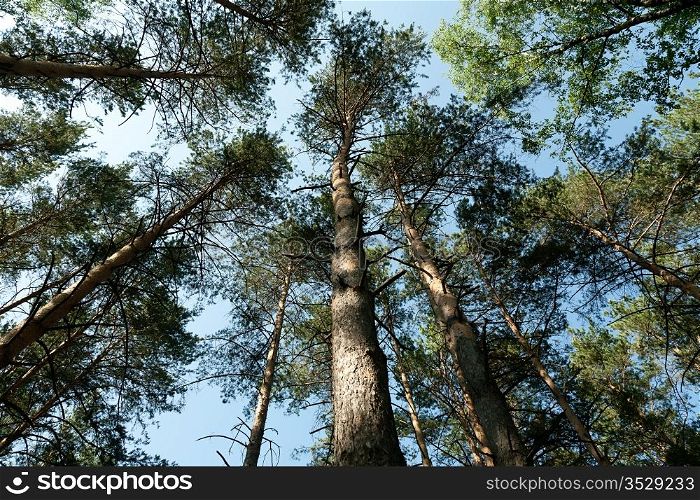Pine wood against the blue sky