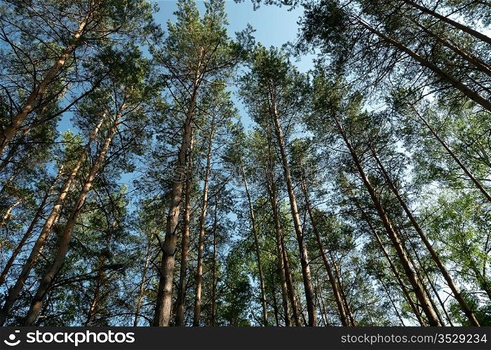 Pine wood against the blue sky