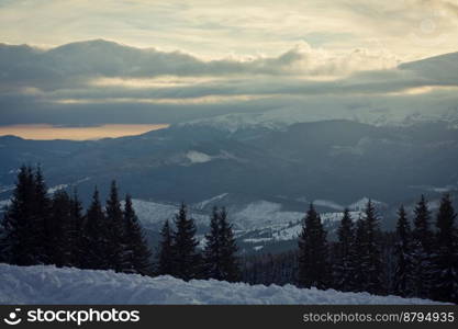 Pine wood in Carpathian mountains landscape photo. Beautiful nature scenery photography with sky on background. Idyllic scene. High quality picture for wallpaper, travel blog, magazine, article. Pine wood in Carpathian mountains landscape photo