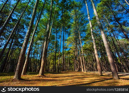 pine wood land in chiang mai northern of thailand