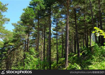 pine wood on the hillside and sky