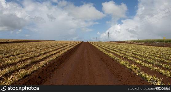 Pineapple fields, Haleiwa, North Shore, Oahu, Hawaii, USA