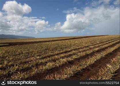 Pineapple fields, Oahu, Hawaii, USA