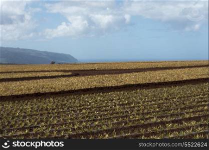 Pineapple fields, Wahiawa, North Shore, Oahu, Hawaii, USA