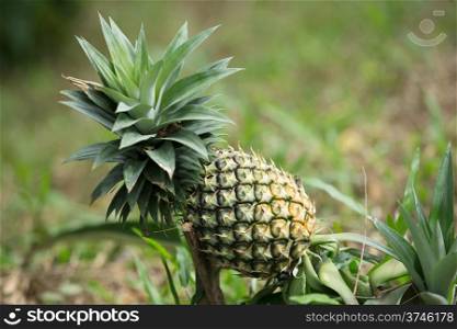 pineapple fruit farm growing nature background
