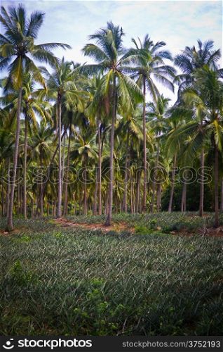 pineapple fruit field with coconut palm tree background.