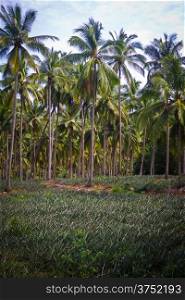pineapple fruit field with coconut palm tree background.