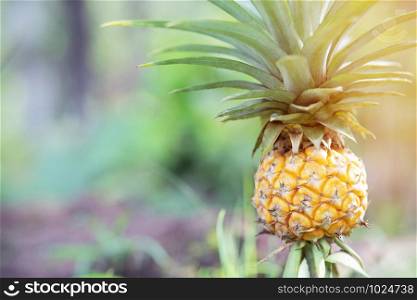pineapple fruit tropical growing farming plant in the garden. refreshing Sunshine in the morning.