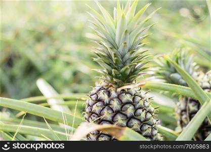 Pineapple growing on plots in the farm.