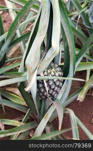 pineapple on a field in Maechae
