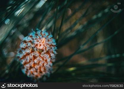 Pineapple pine canariensis with leaves out of focus background
