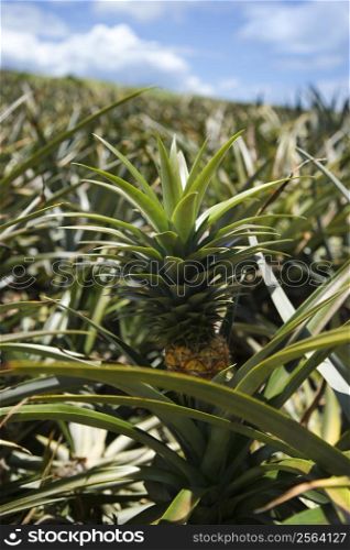 Pineapple plant crop Maui, Hawaii.
