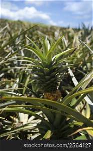 Pineapple plant crop Maui, Hawaii.