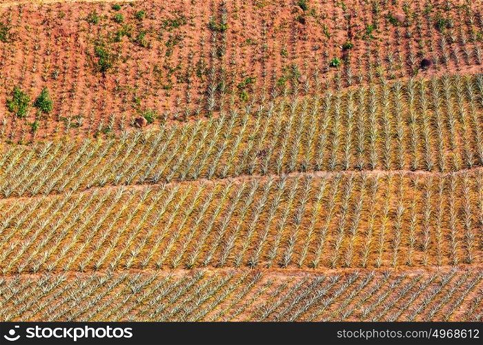 Pineapple plantation in Northern Thailand