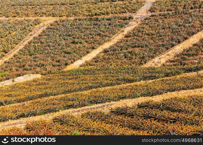 Pineapple plantation in Northern Thailand