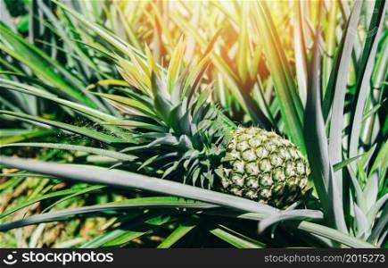 Pineapple plantation tropical fruit growing in a farm agriculture, Pineapple fruit on tree