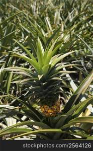 Pineapple sprouting from plant in crop in Maui, Hawaii, USA.
