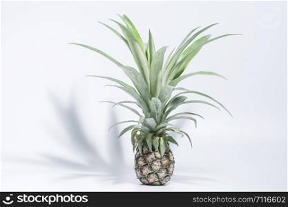 Pineapple, white background