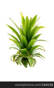Pineapples leaves on a white background
