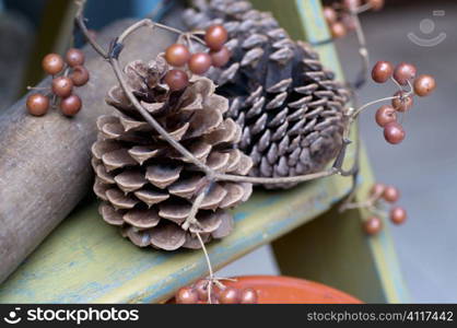 Pinecone