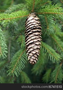 Pinecone on green branches