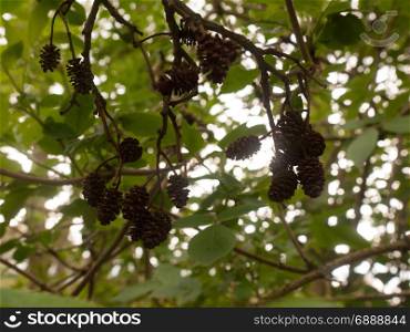 Pinecones Dangling in the Tree From A Low Angle, with Leaves and Sunlight in the Background Lit