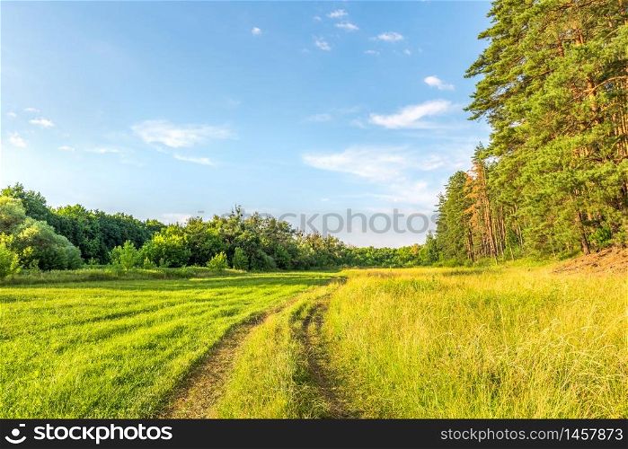 Pines and country road through meadow at sunrise. Pines and country road