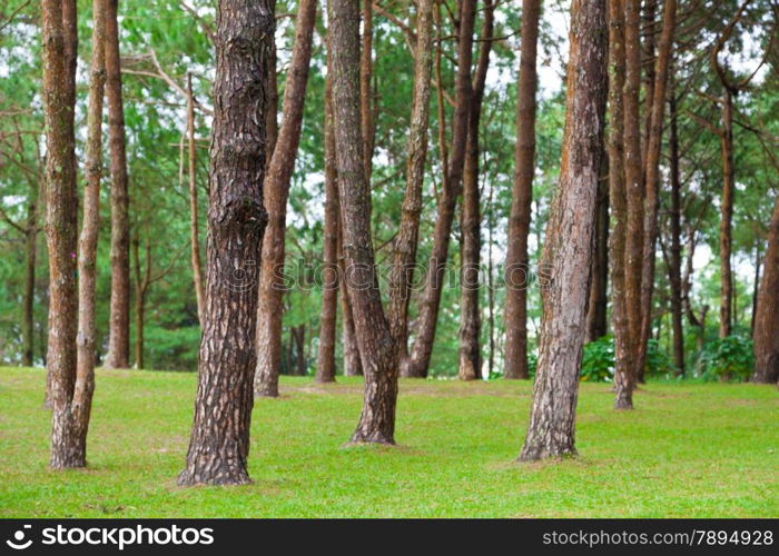 Pines growing on the grassy knoll. Pine growing on the lawn on a hill in the park.