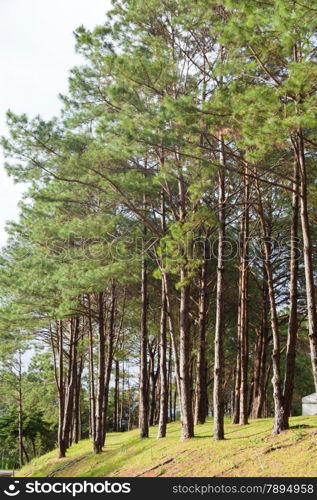 Pines growing on the grassy knoll. Pine growing on the lawn on a hill in the park.