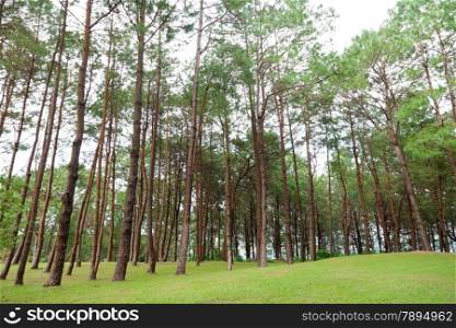 Pines growing on the grassy knoll. Pine growing on the lawn on a hill in the park.