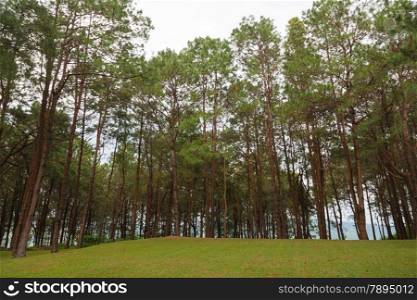 Pines growing on the grassy knoll. Pine growing on the lawn on a hill in the park.