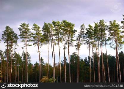 pines in a row in forest