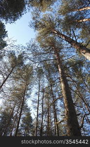 Pines in sky in forest